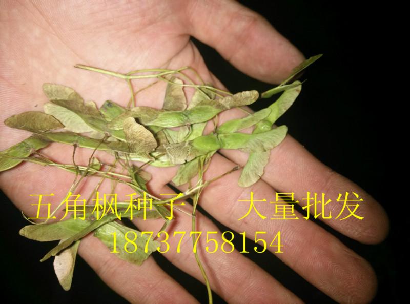 供應(yīng)三角楓種子