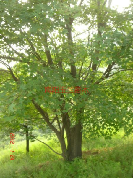 河南五角楓價(jià)格圖片/河南五角楓價(jià)格樣板圖 (2)