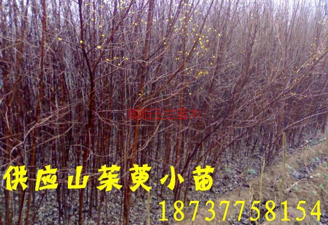 供應山茱萸種子和樹3到35公分大量