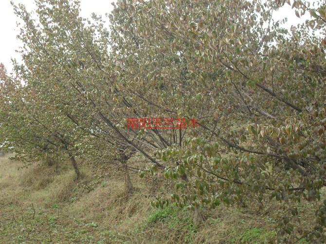 供應山茱萸種子和樹3到35公分大量