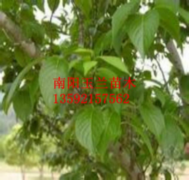 供應(yīng)杜仲種子木瓜海棠種子流蘇種子