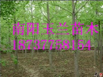 供應(yīng)苗木五角楓，那里有苗木五角楓，那里有苗木五角楓批發(fā)