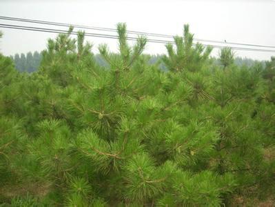 供應(yīng)油松苗，油松苗基地，油松苗報價，油松苗批發(fā)