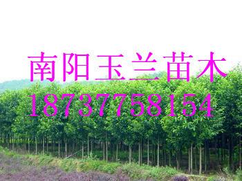 供應(yīng)鄭州五角楓，鄭州五角楓價(jià)格，鄭州五角楓供貨商，鄭州五角楓