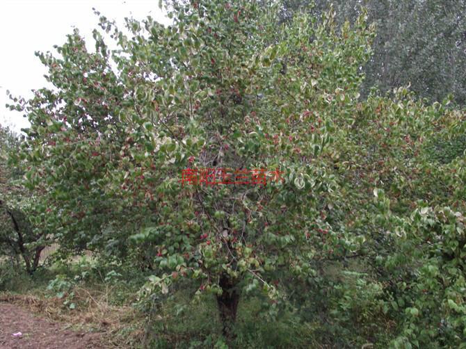 供應山茱萸種子和樹3到35公分大量