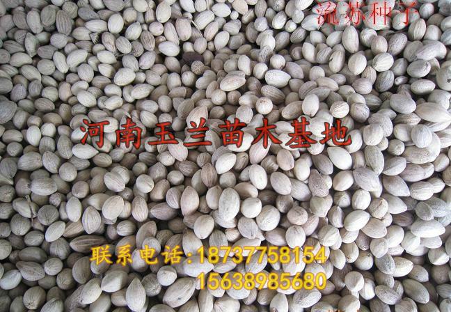供應(yīng)北京玉蘭樹紅玉蘭樹。白玉蘭種子，白玉蘭種子價格，白玉蘭供應(yīng)