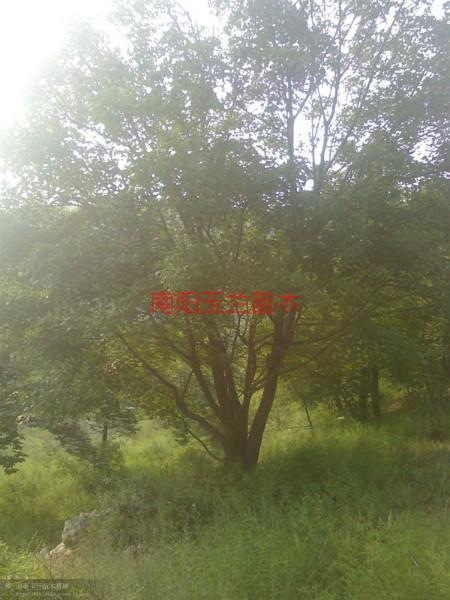 供應(yīng)棗莊五角楓苗，棗莊五角楓苗種植，棗莊五角楓小苗