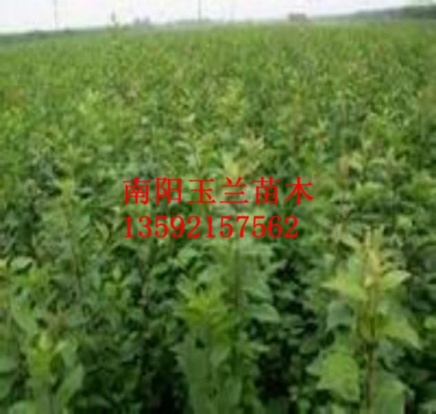 供應(yīng)杜仲種子木瓜海棠種子流蘇種子