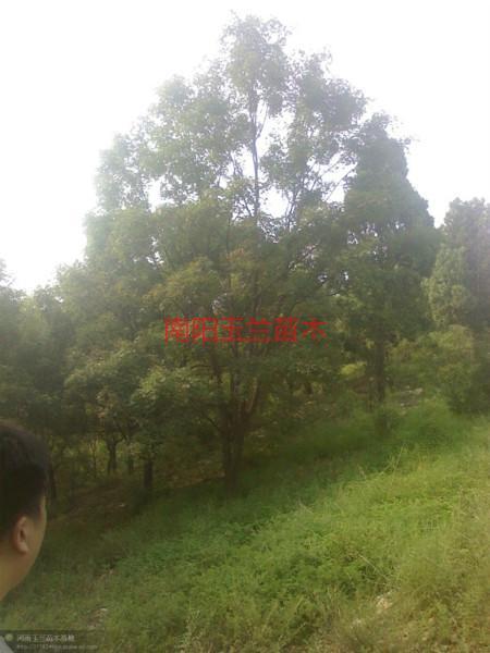 河南五角楓價(jià)格圖片/河南五角楓價(jià)格樣板圖 (4)