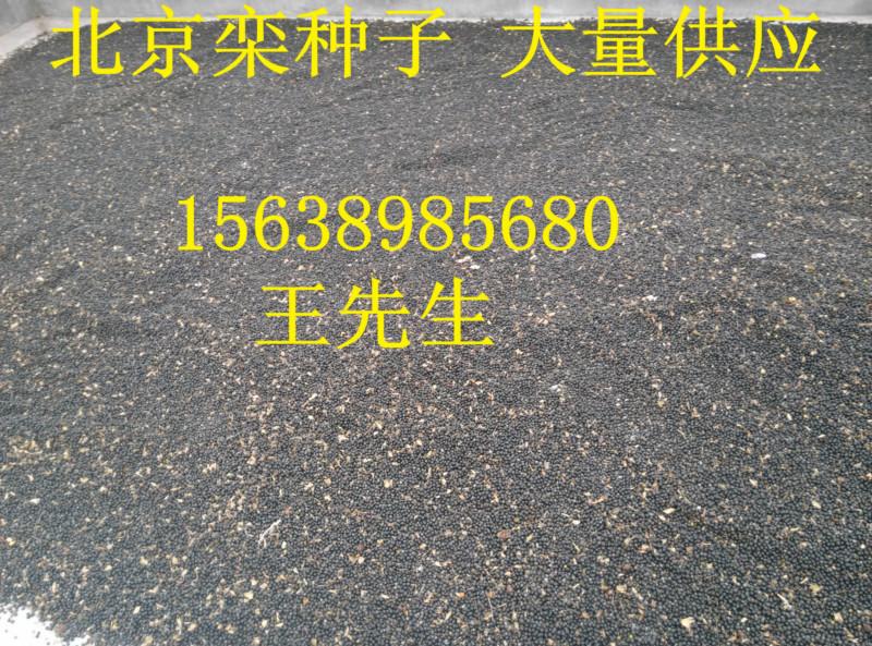 供應(yīng)南陽(yáng)五角楓種子