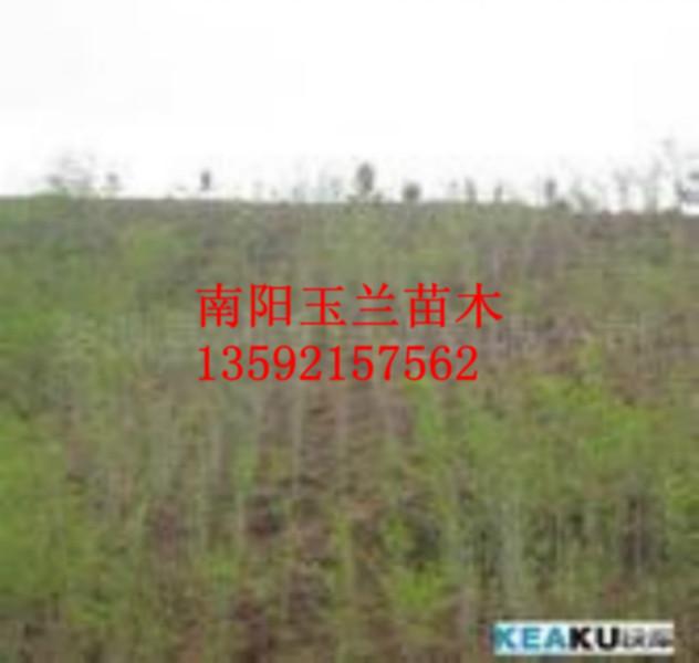 南陽圖片/南陽樣板圖 (4)