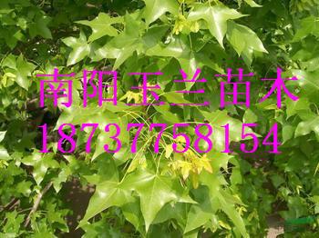 供應(yīng)五角楓樹苗，河南五角楓樹苗供貨商，南陽五角楓樹苗報(bào)價(jià)