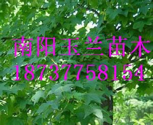 供應(yīng)五角楓樹苗，河南五角楓樹苗供貨商，南陽五角楓樹苗報(bào)價(jià)