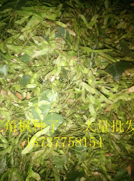 河南五角楓種子貨到付款圖片/河南五角楓種子貨到付款樣板圖 (3)