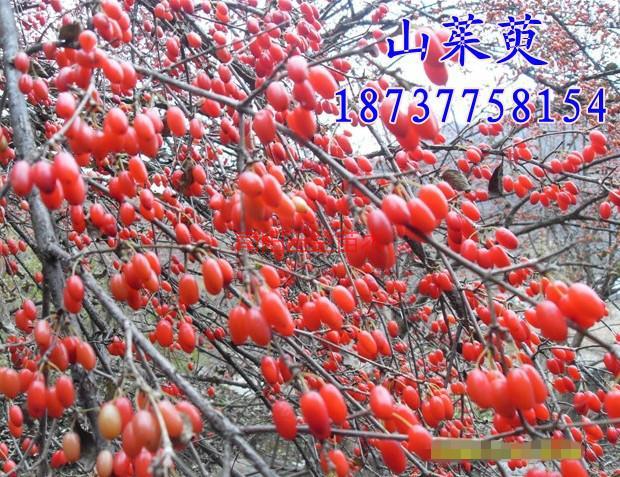 山茱萸種子和樹3到35公分大量圖片