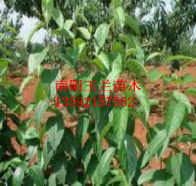 供應(yīng)杜仲種子木瓜海棠種子流蘇種子