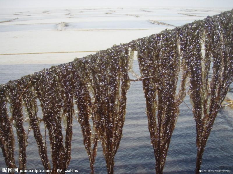 紫菜批發(fā)圖片/紫菜批發(fā)樣板圖 (3)