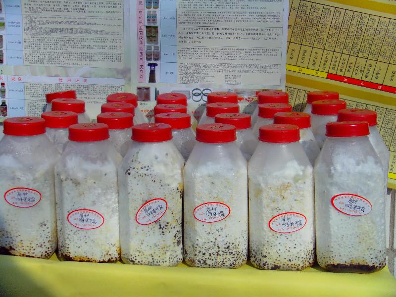 供應(yīng)豐產(chǎn)王五號原種 瓶裝菌種 顆粒菌種 二級菌種 三級菌種