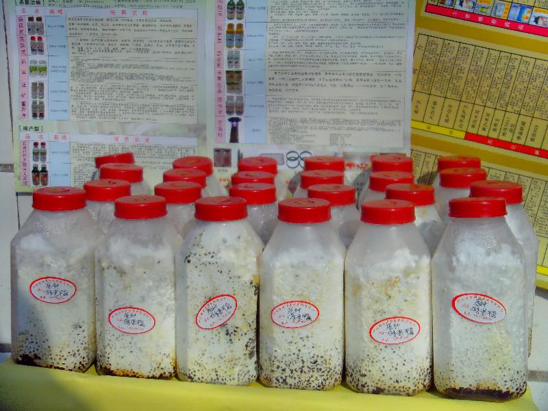 供應(yīng)豐產(chǎn)王五號原種 瓶裝菌種 顆粒菌種 二級菌種 三級菌種