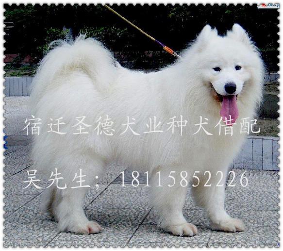 狗场新引进种犬萨摩耶婚配图片