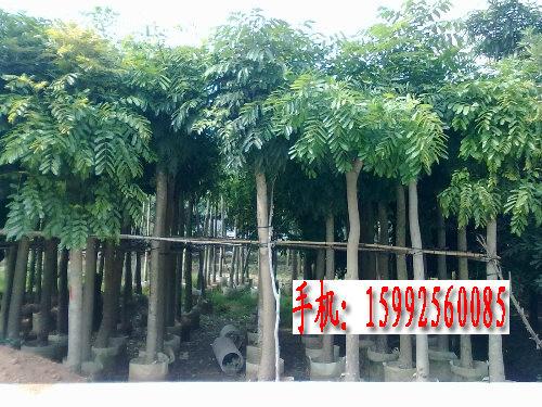 花心木圖片/花心木樣板圖 (2)