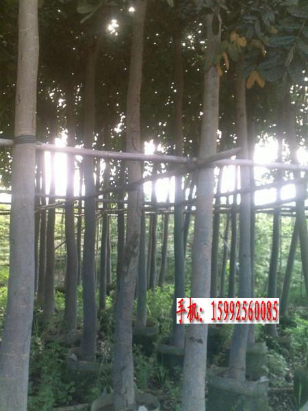 花心木圖片/花心木樣板圖 (3)