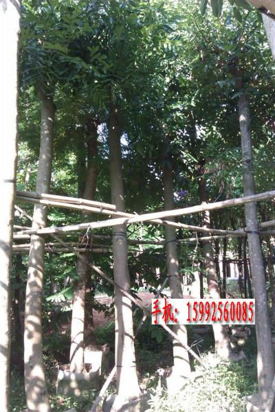 花心木圖片/花心木樣板圖 (4)