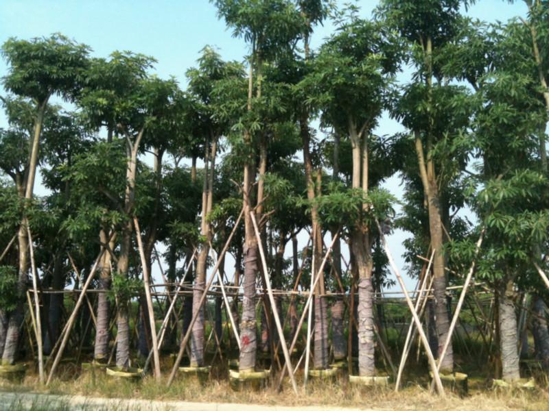 盆架子圖片/盆架子樣板圖 (2)