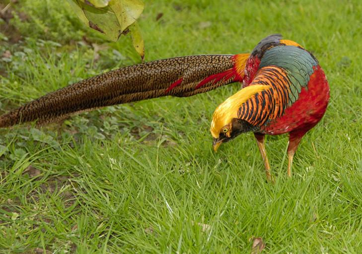 供應優(yōu)質(zhì)紅腹錦雞，紅腹錦雞出售，紅腹錦雞圖片