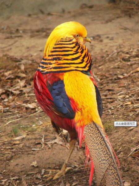 供應優(yōu)質(zhì)紅腹錦雞，紅腹錦雞出售，紅腹錦雞圖片