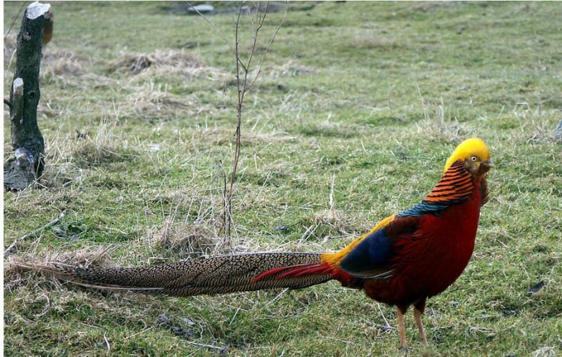 供應優(yōu)質(zhì)紅腹錦雞，紅腹錦雞出售，紅腹錦雞圖片