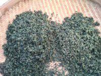 小游七葉絞股藍(lán)*，小游七葉絞股藍(lán)*產(chǎn)地，小游七葉絞股藍(lán)*公司