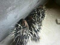 供應*供應，*供應商，*供應商電話，*供應商供應價格