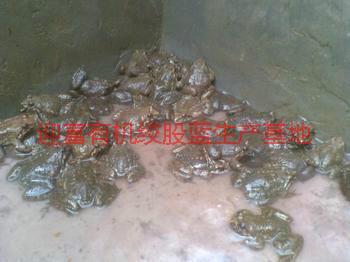 供應(yīng)迎富優(yōu)質(zhì)石蛙，迎富優(yōu)質(zhì)石蛙價(jià)格，迎富優(yōu)質(zhì)石蛙養(yǎng)殖廠家