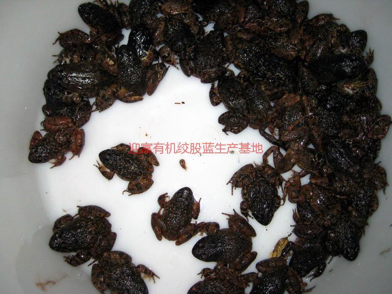 供應(yīng)迎富優(yōu)質(zhì)石蛙直銷，迎富優(yōu)質(zhì)石蛙直銷價(jià)格，迎富石蛙直銷價(jià)格廠家