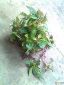 供應*風柜斗草批發(fā),*風柜斗草批發(fā)廠家,*風柜斗草批發(fā)商,功效