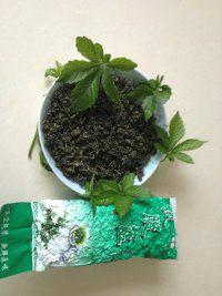 供應(yīng)廈門七葉參那里*。廈門七葉參那里*。廈門那里有七葉參