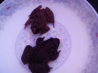 供應(yīng)迎富*石蛙，迎富*石蛙養(yǎng)殖，迎富*石蛙養(yǎng)殖價格