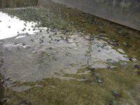 供應(yīng)迎富石蛙養(yǎng)殖公司，迎富石蛙養(yǎng)殖公司批發(fā)價(jià)格一斤多少錢