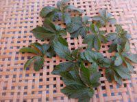 供應(yīng)無(wú)公害甜味絞股藍(lán)產(chǎn)地批發(fā)價(jià)格，無(wú)公害甜味絞股藍(lán)茶產(chǎn)地批發(fā)價(jià)格