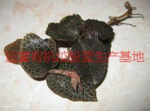 供應(yīng)*野生金線蓮價格,*野生金線蓮報價,*野生金線蓮廠家