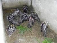 供應(yīng)迎富*，迎富*基地，迎富*公司