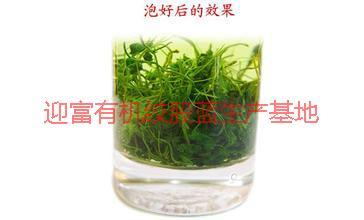 供應(yīng)湖南龍須絞股藍(lán)直銷，湖南龍須絞股藍(lán)直銷產(chǎn)地，湖南龍須絞股藍(lán)直銷廠