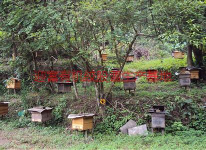 供應(yīng)土蜂蜜產(chǎn)地批發(fā)價(jià)格，土蜂蜜產(chǎn)地批發(fā)一斤多少錢