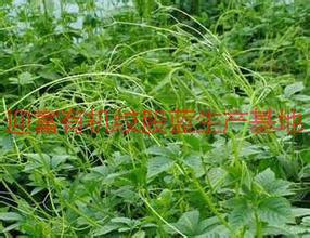 供應(yīng)深圳龍須絞股藍(lán)，深圳龍須絞股藍(lán)茶，深圳龍須絞股藍(lán)茶葉