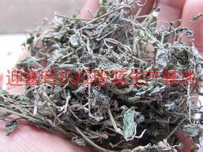 供應(yīng)特級龍須苦甘露，特級龍須苦甘露茶，特級龍須苦甘露批發(fā)價格