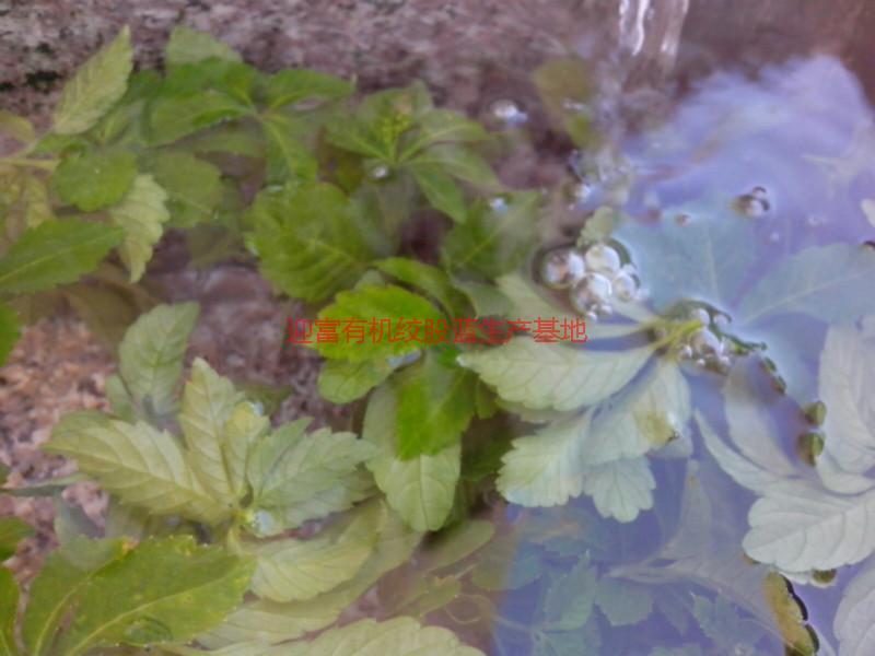 小游七葉絞股藍(lán)*，小游七葉絞股藍(lán)*產(chǎn)地，小游七葉絞股藍(lán)*公司