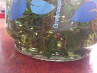 供應(yīng)富硒絞股藍(lán)茶葉批發(fā)廠家，富硒絞股藍(lán)茶葉批發(fā)