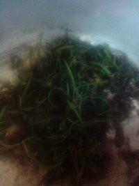 供應(yīng)福建七葉甜味絞股藍(lán)供應(yīng)