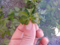 供應(yīng)龍須絞股藍(lán)生產(chǎn)廠家，龍須絞股藍(lán)生產(chǎn)廠家批發(fā)價(jià)格